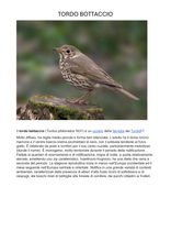 Carica l&#39;immagine nel visualizzatore di Gallery, Bottaccio Rosso IGT Merlot Il Poggiolo 2018
